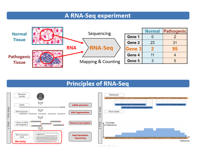 Présentation d’une expérience RNA-Seq