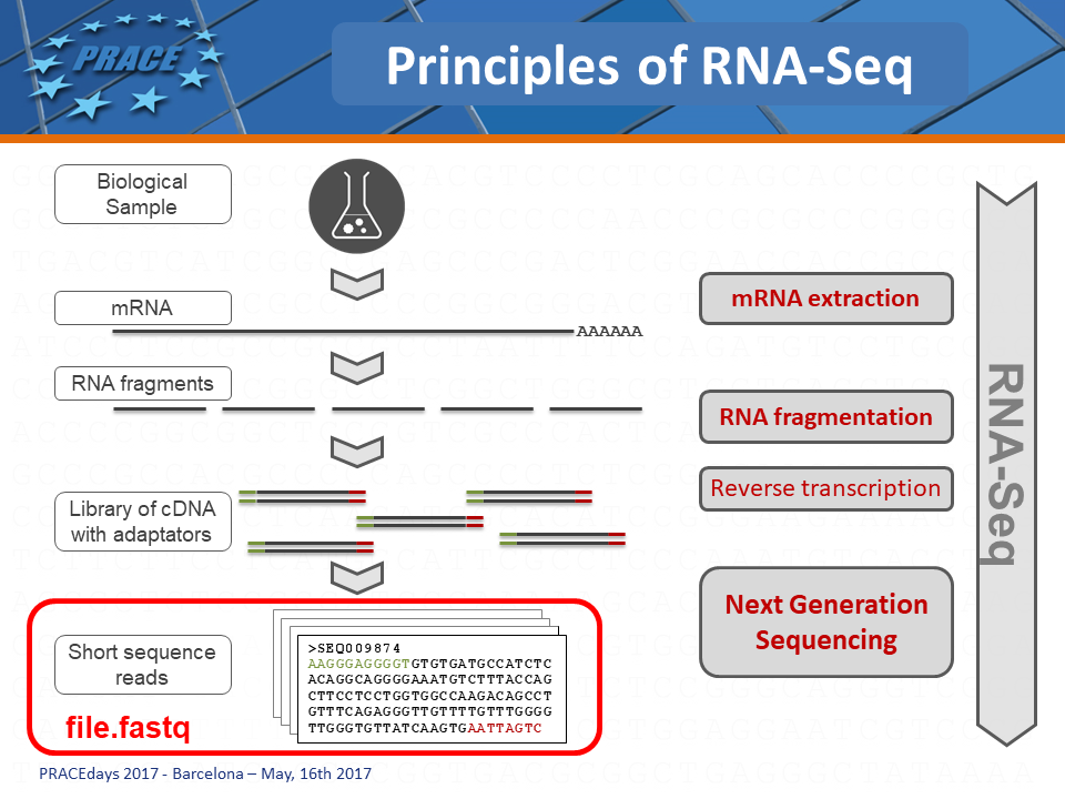 RNA-Seq : principes du séquençage de l'ARN