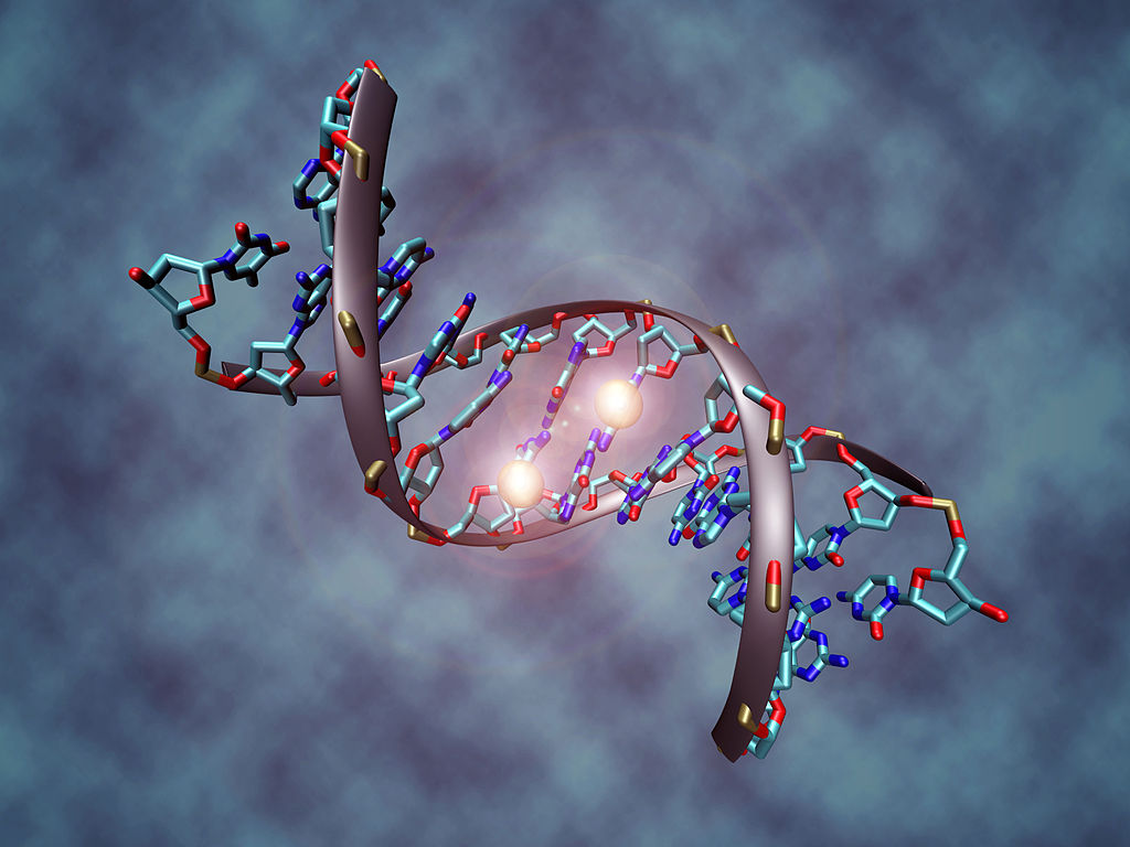 Processus de méthylation de l'ADN qui pourrait être responsable de l'endométriose